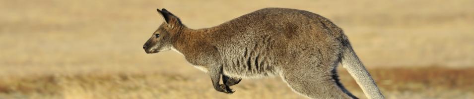 Kangaroo Hop